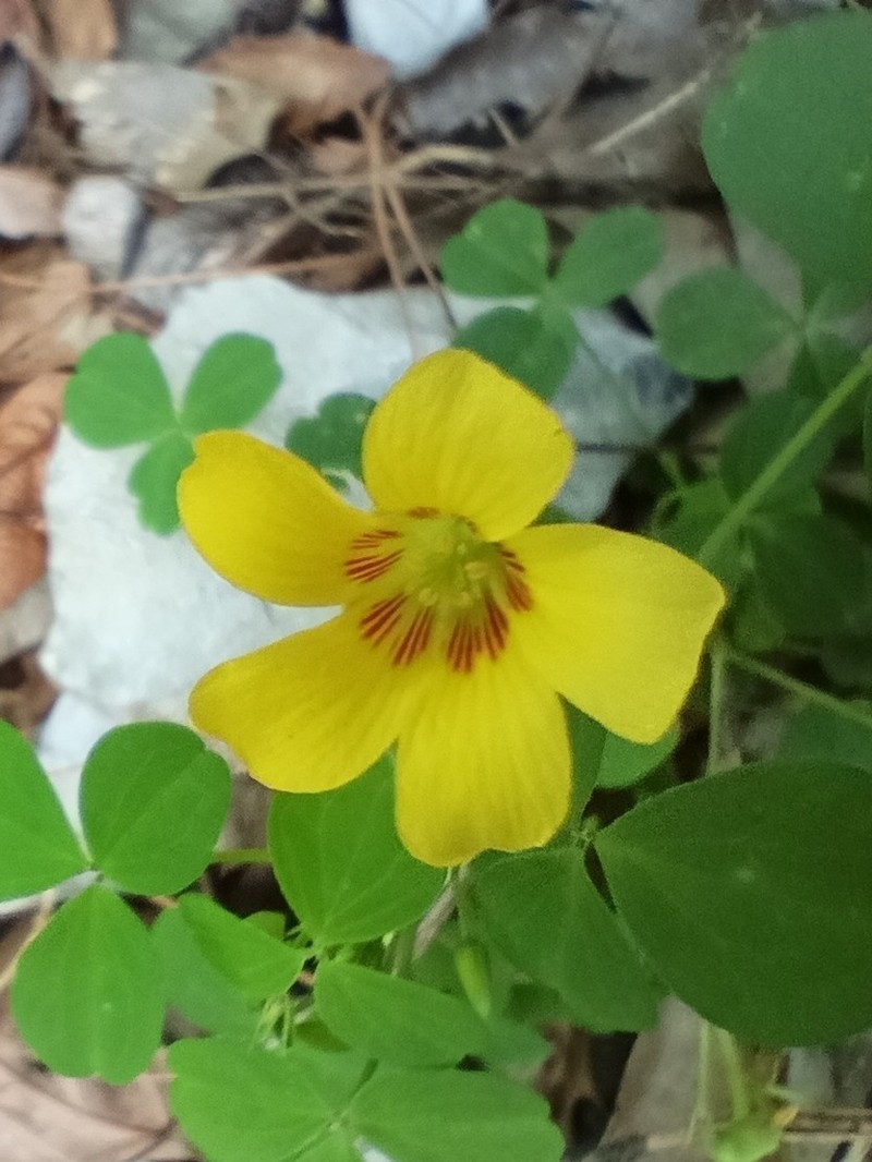 Oxalis madrensis photo 6