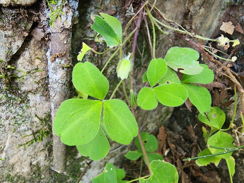 Oxalis madrensis photo 7