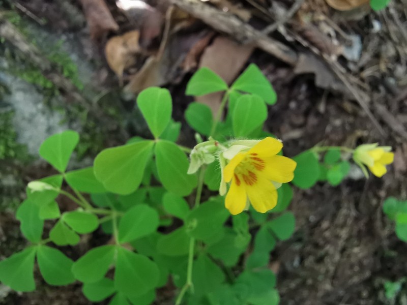 Oxalis madrensis photo 8