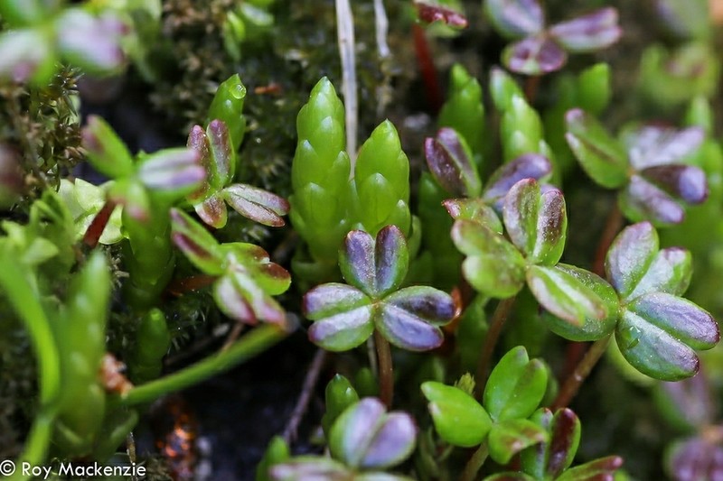 Oxalis magellanica