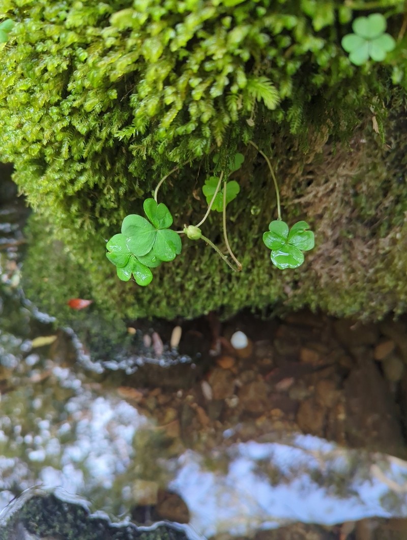 Oxalis magellanica photo 2