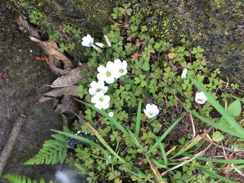 Oxalis magellanica photo 3