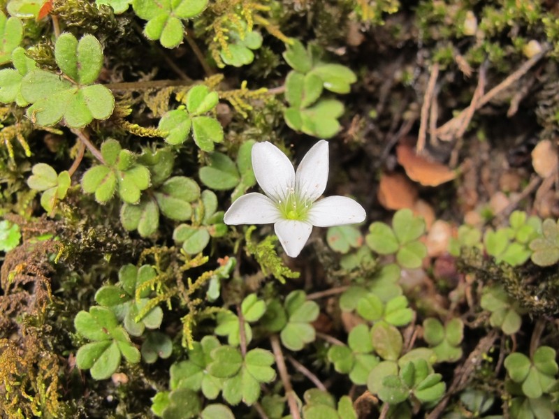 Oxalis magellanica photo 5