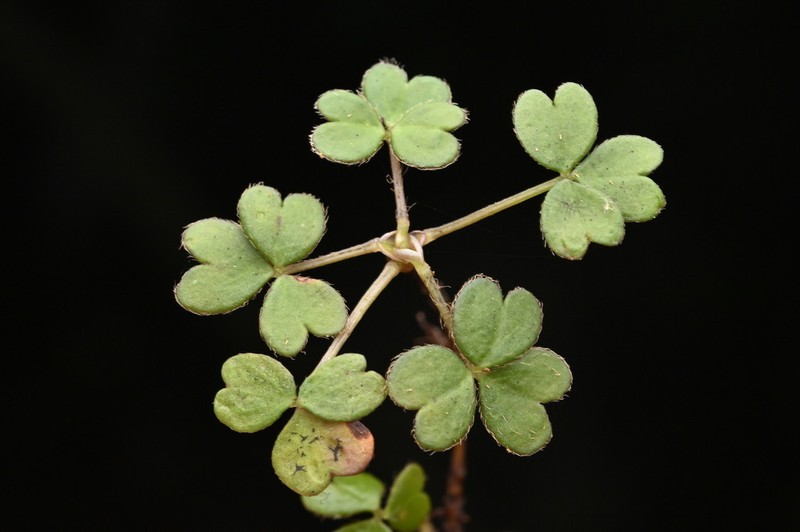 Oxalis magellanica photo 6