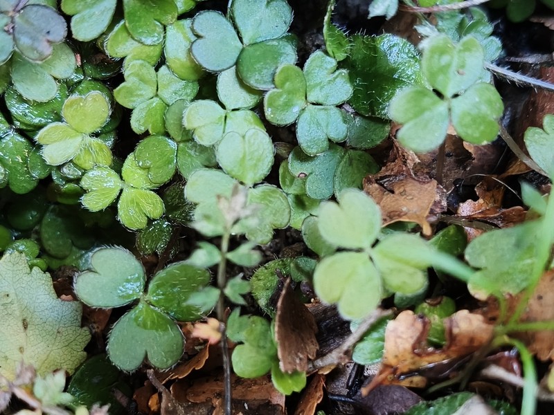 Oxalis magellanica photo 7