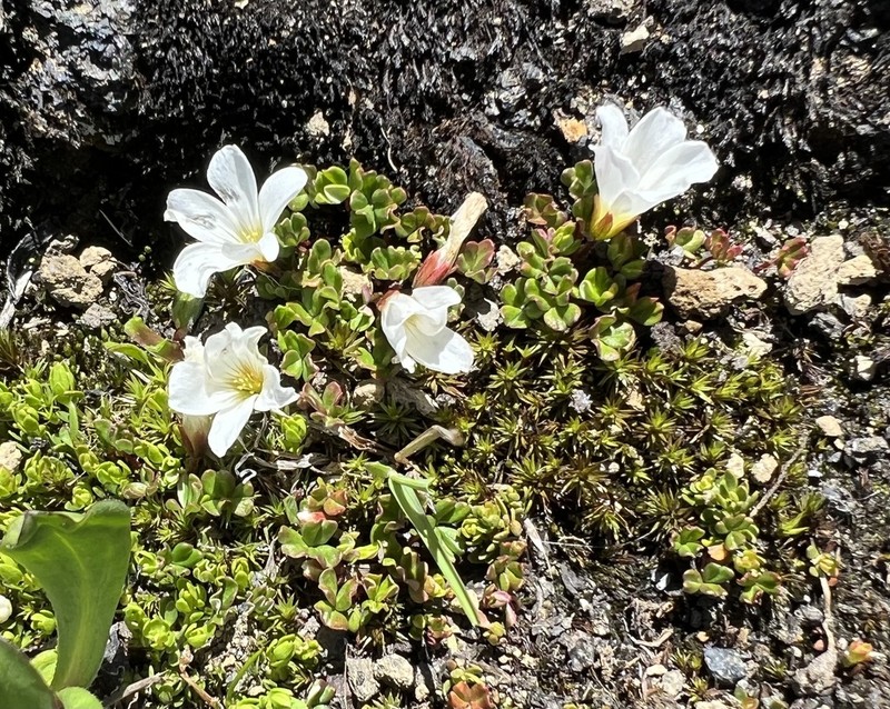 Oxalis magellanica photo 8