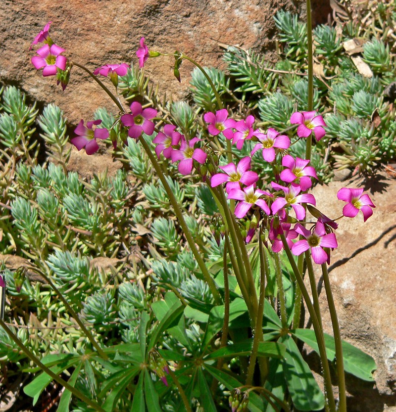 Oxalis magnifica