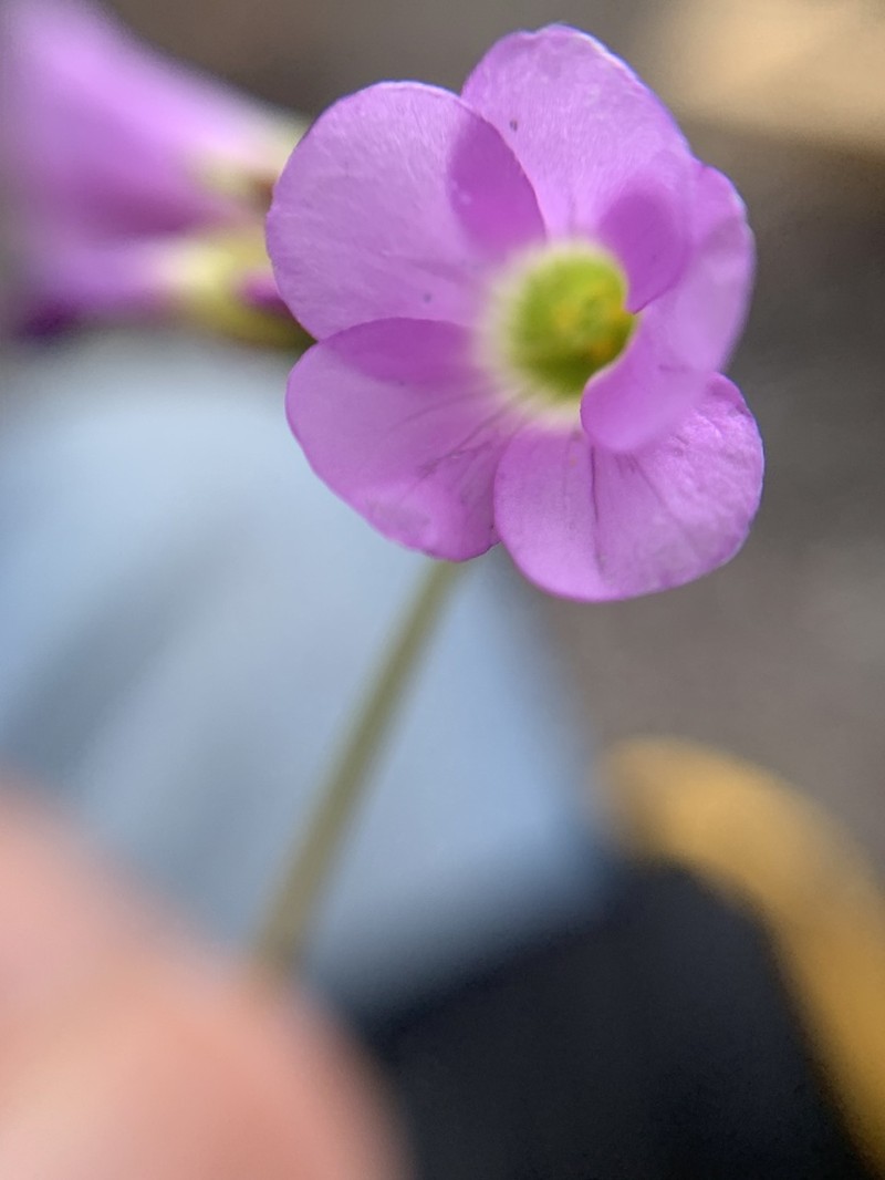 Oxalis magnifica photo 2