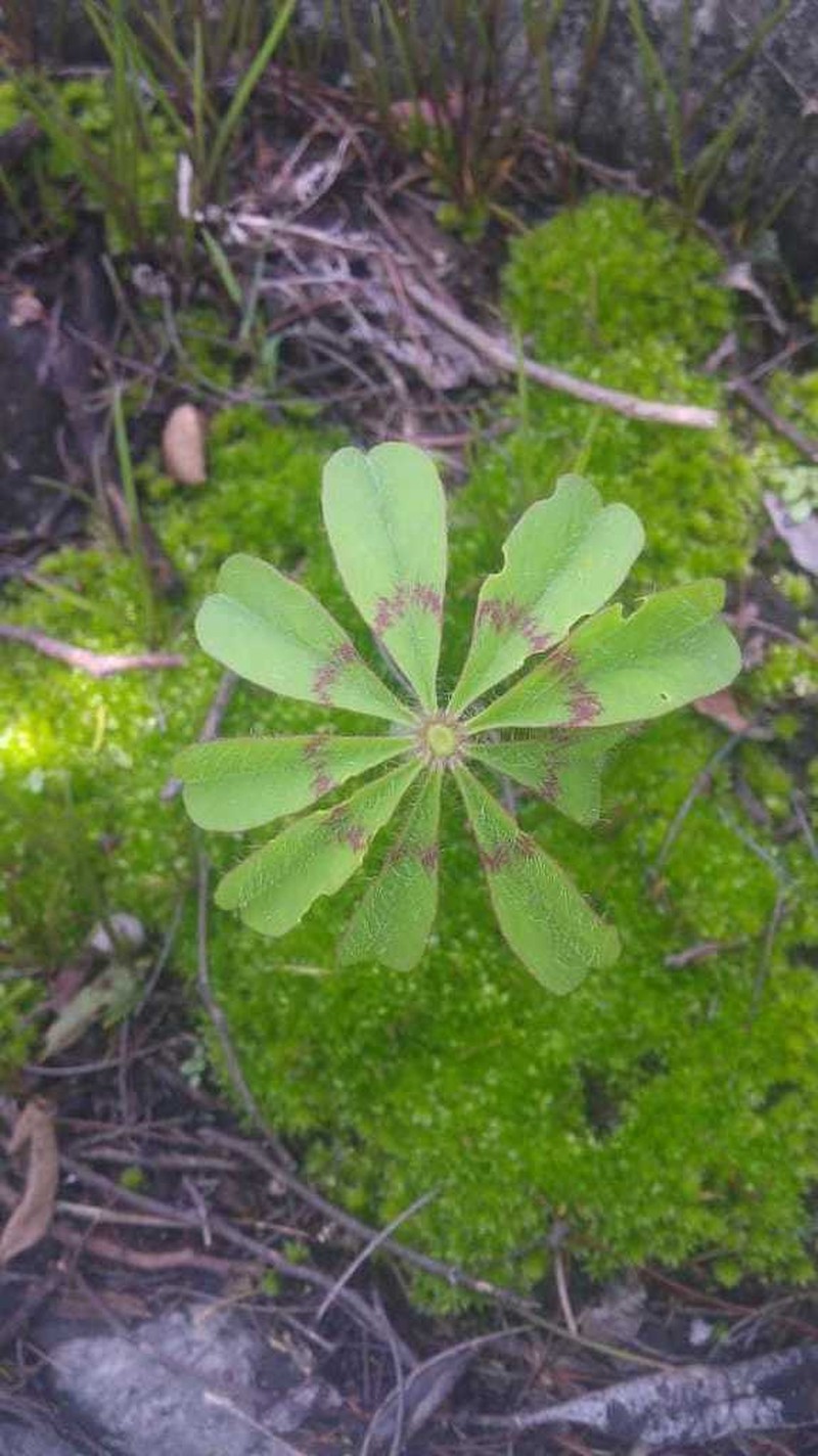 Oxalis magnifica photo 3