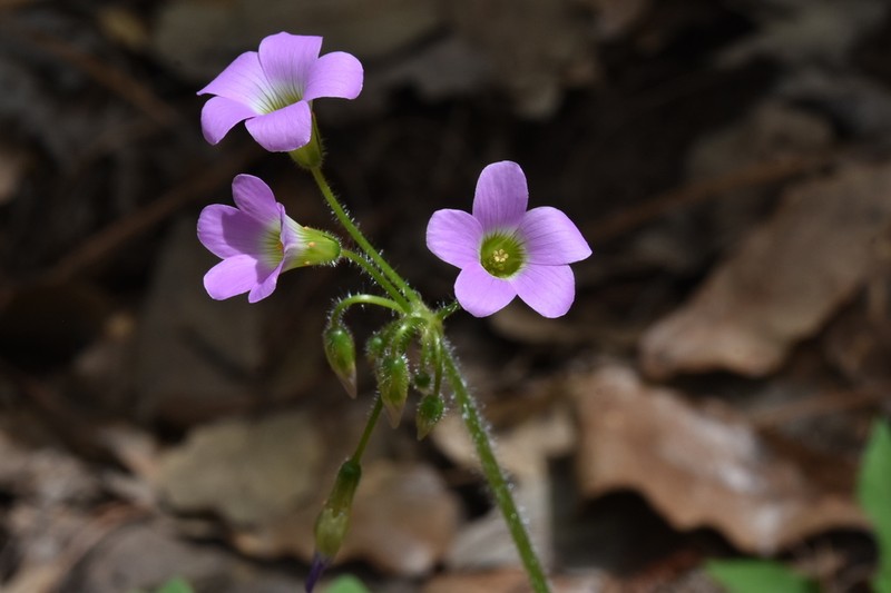 Oxalis magnifica photo 4