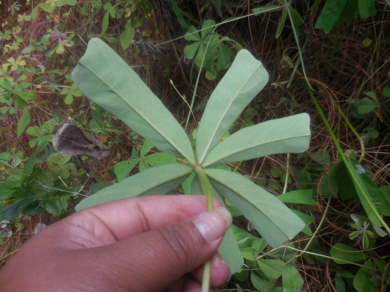 Oxalis magnifica photo 5