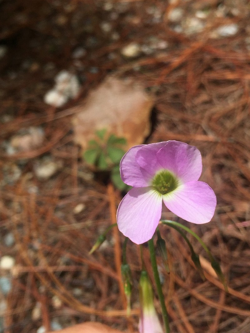 Oxalis magnifica photo 6