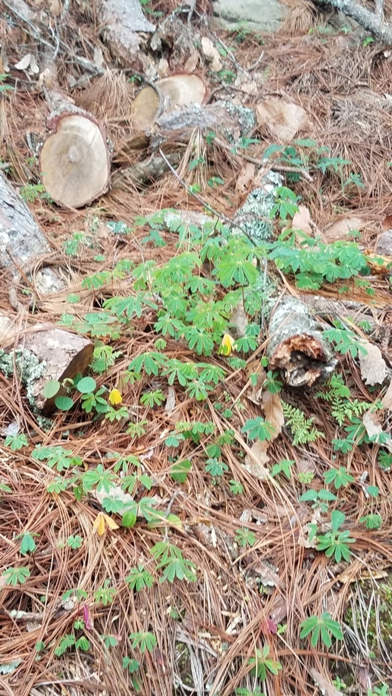 Oxalis magnifica photo 7