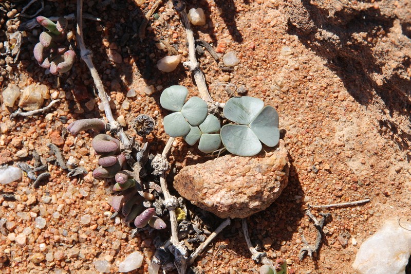 Oxalis magnifolia