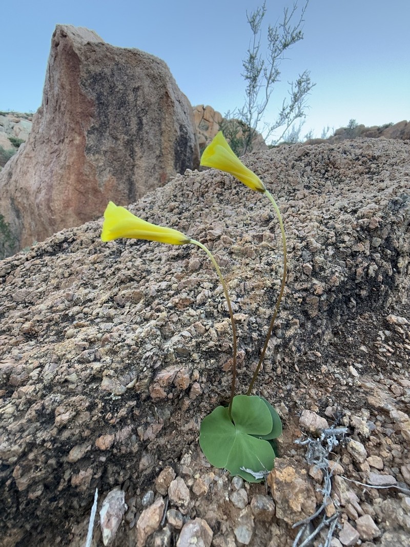 Oxalis magnifolia photo 2