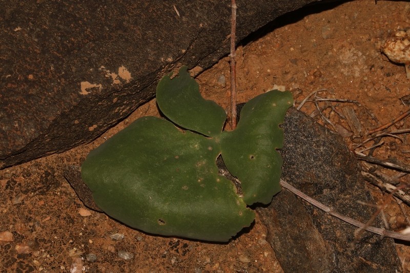 Oxalis magnifolia photo 3