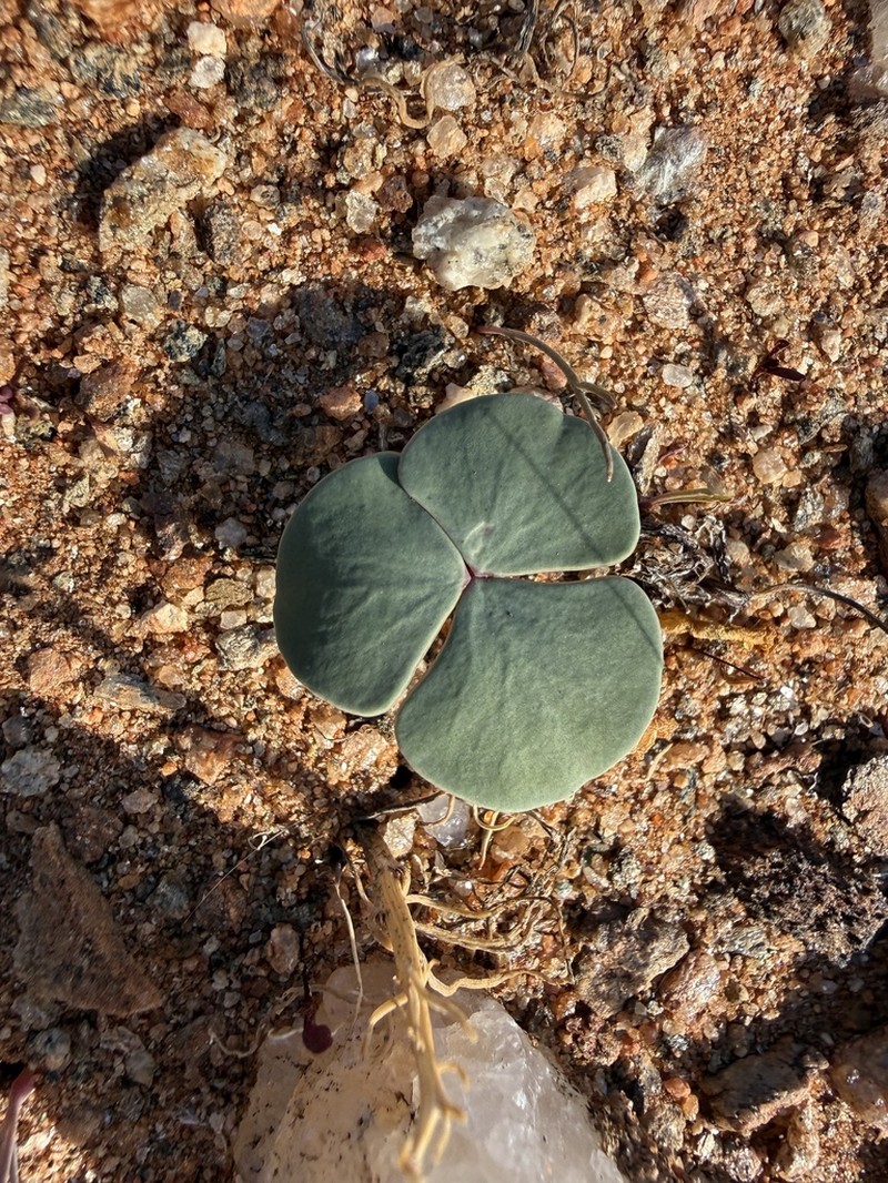 Oxalis magnifolia photo 4