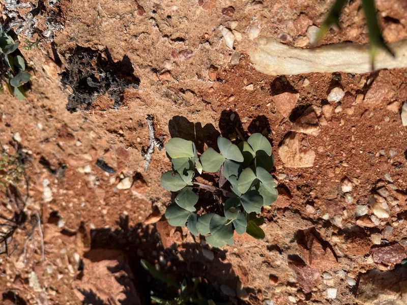 Oxalis magnifolia photo 5