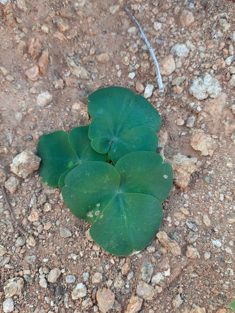 Oxalis magnifolia photo 6