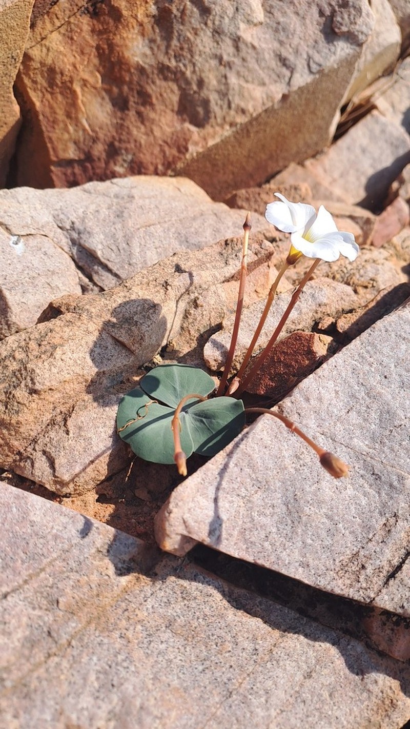 Oxalis magnifolia photo 7