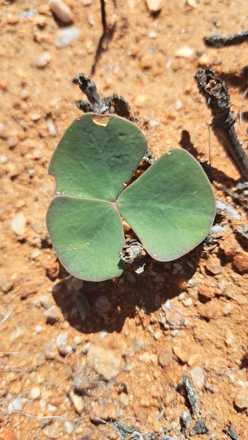 Oxalis magnifolia photo 8