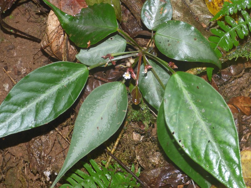 Oxalis mandioccana