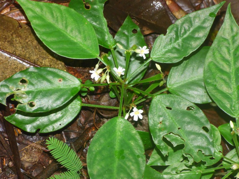 Oxalis mandioccana photo 3