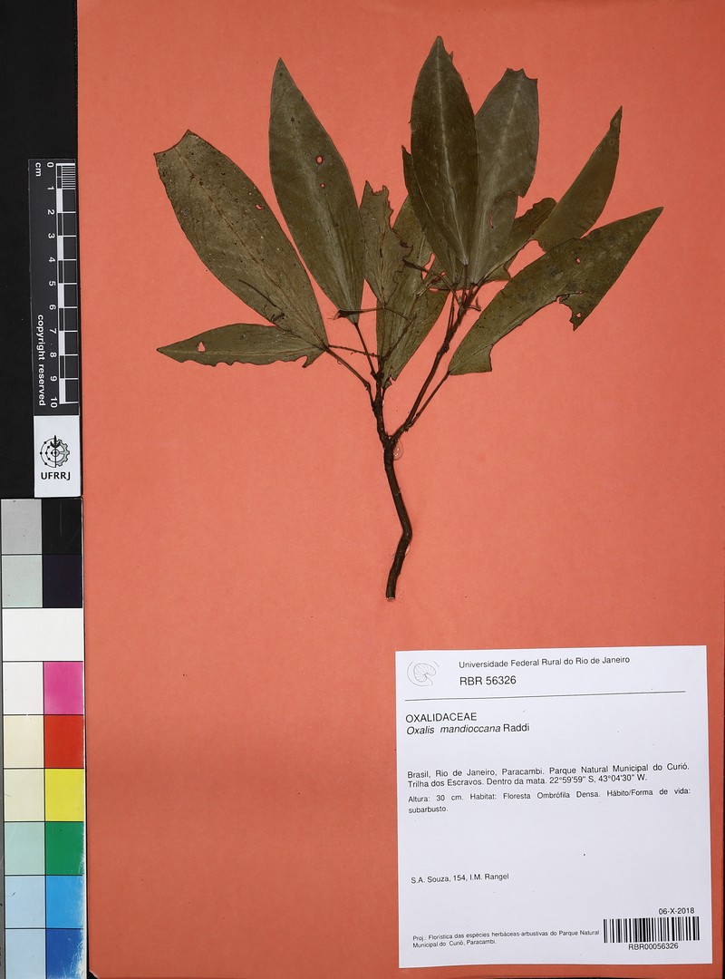 Oxalis mandioccana photo 6