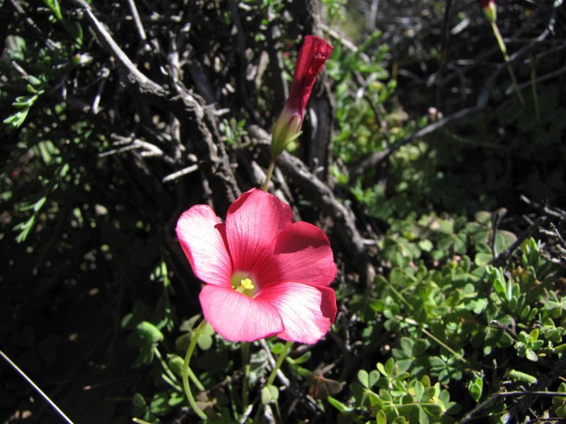 Oxalis marlothii