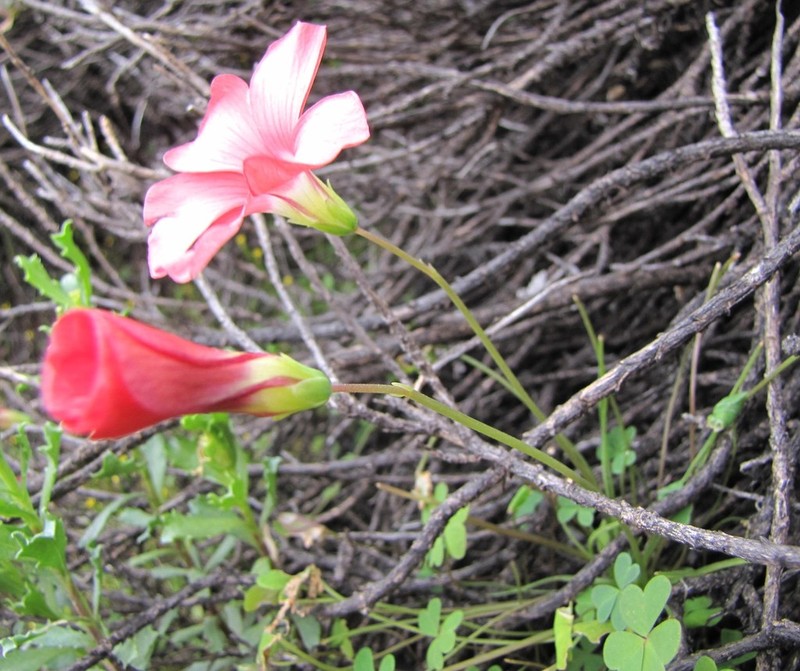 Oxalis marlothii photo 2