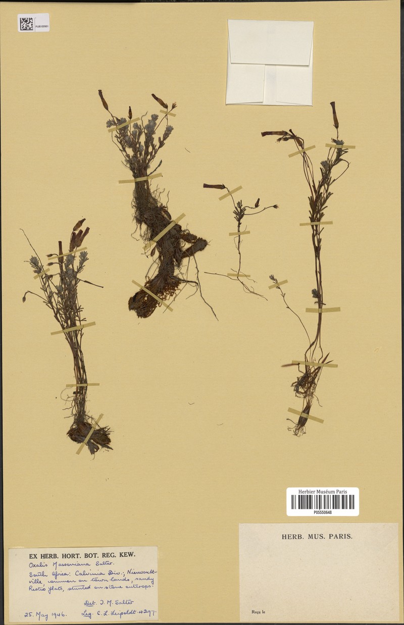 Oxalis massoniana