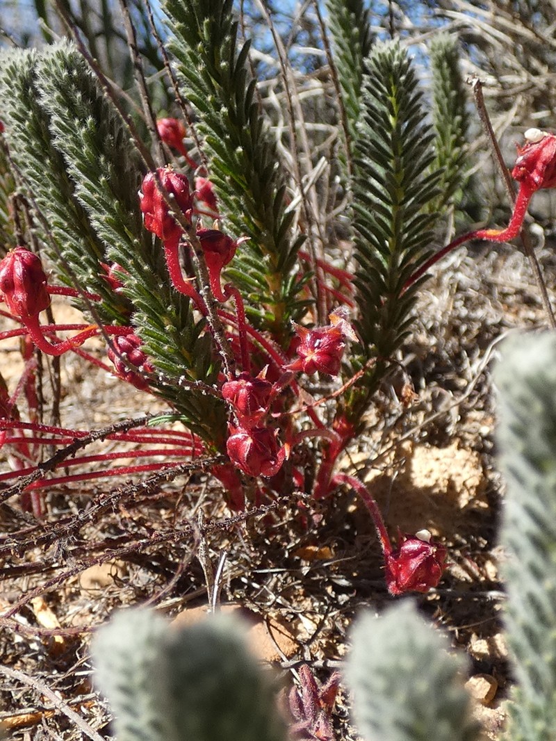 Oxalis massoniana photo 2