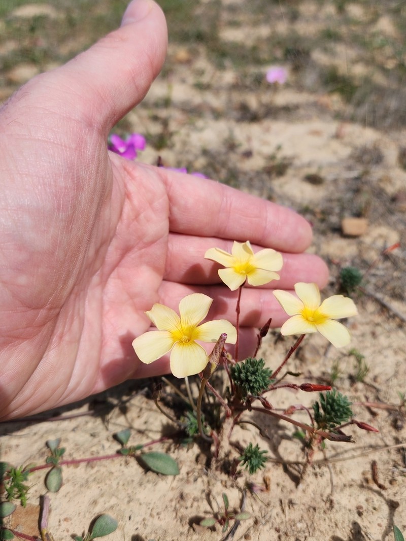 Oxalis massoniana photo 4