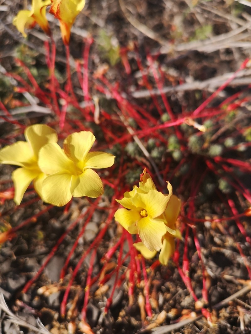 Oxalis massoniana photo 5