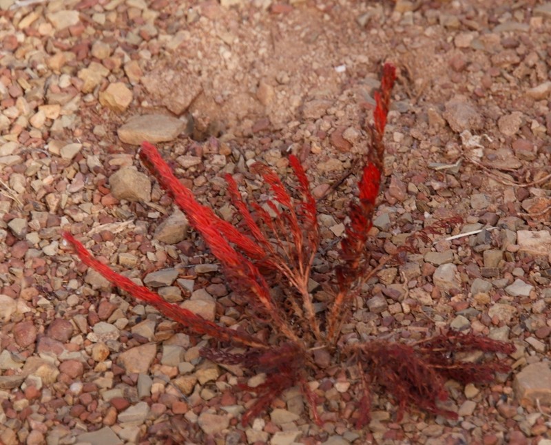 Oxalis massoniana photo 7