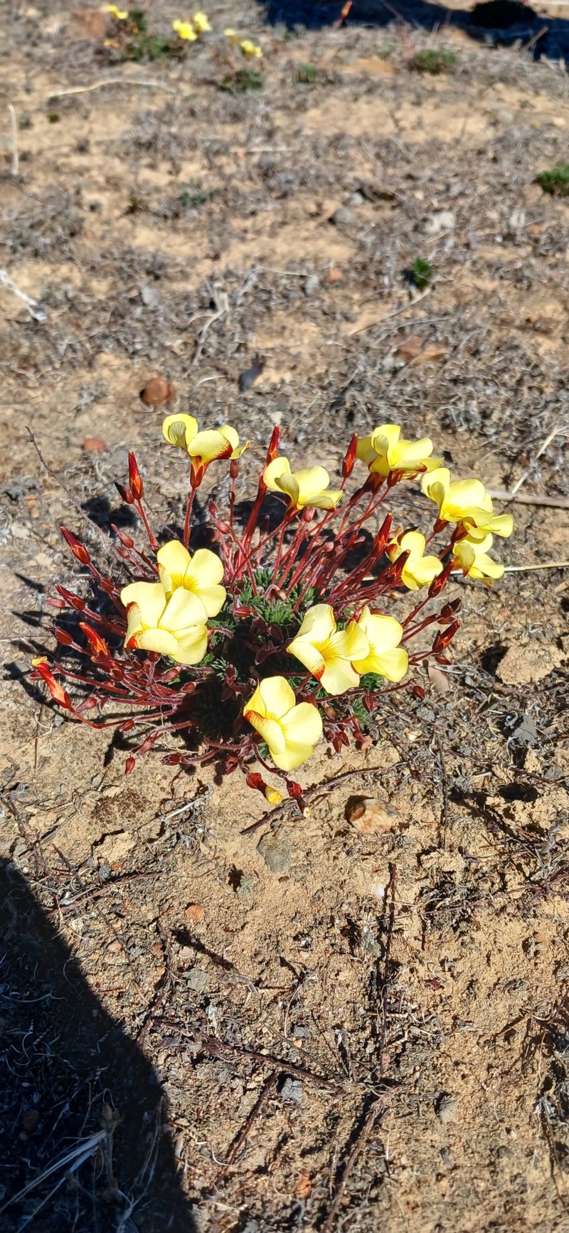 Oxalis massoniana var. flavescens