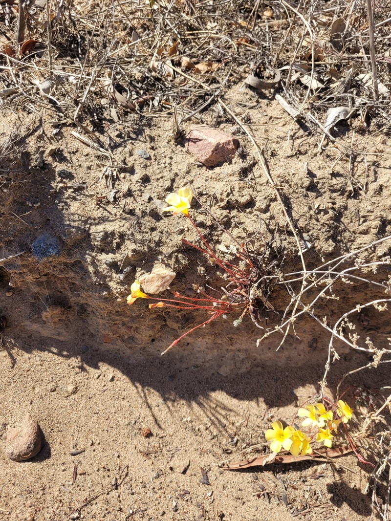 Oxalis massoniana var. flavescens photo 2