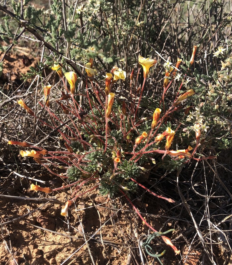 Oxalis massoniana var. flavescens photo 3