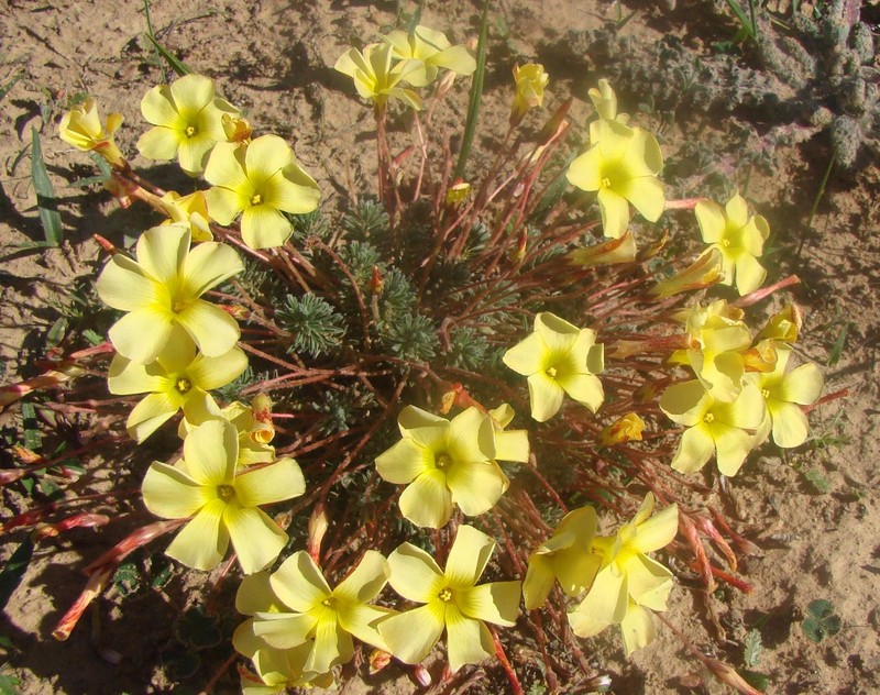 Oxalis massoniana var. flavescens photo 4