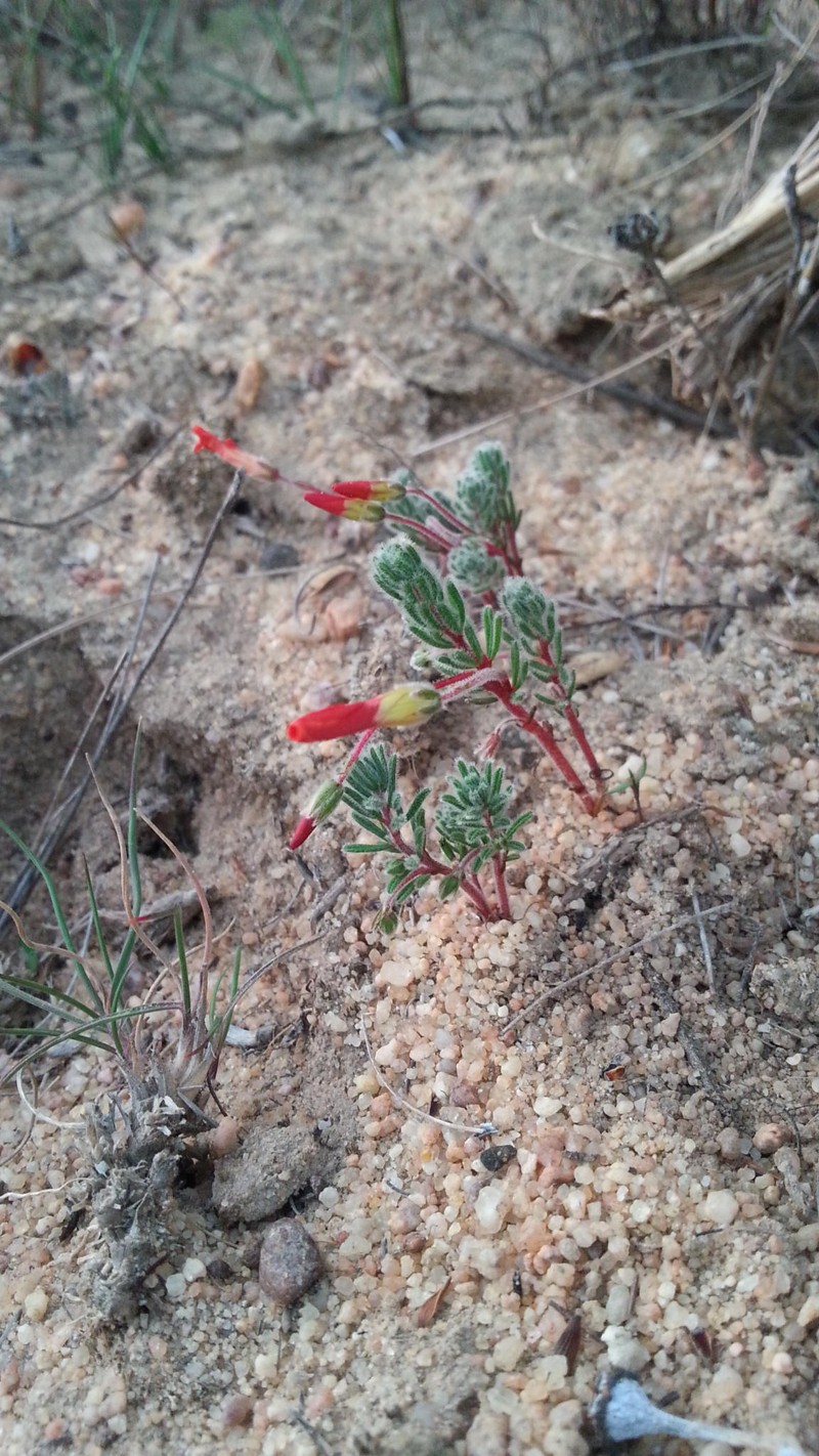 Oxalis massoniana var. massoniana photo 2