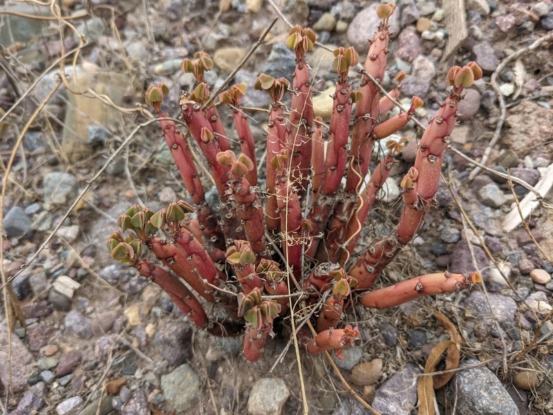 Oxalis medicaginea