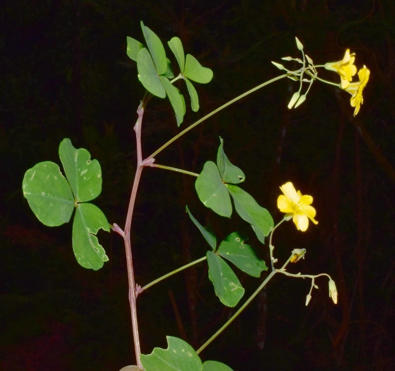 Oxalis medicaginea photo 2