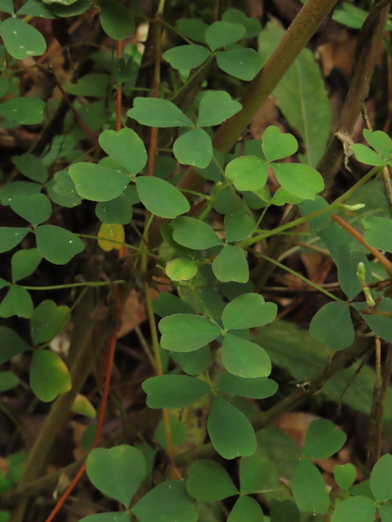 Oxalis medicaginea photo 3