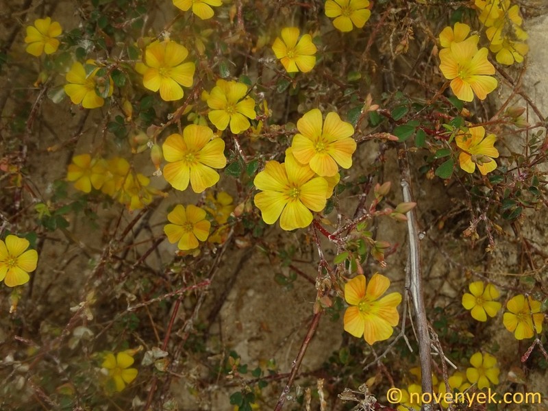 Oxalis medicaginea photo 4