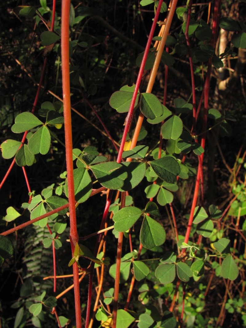 Oxalis medicaginea photo 5