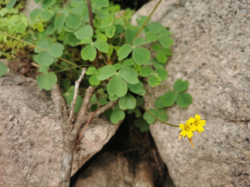 Oxalis medicaginea photo 6