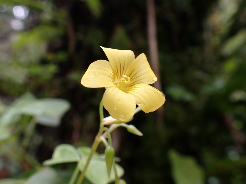Oxalis medicaginea photo 7
