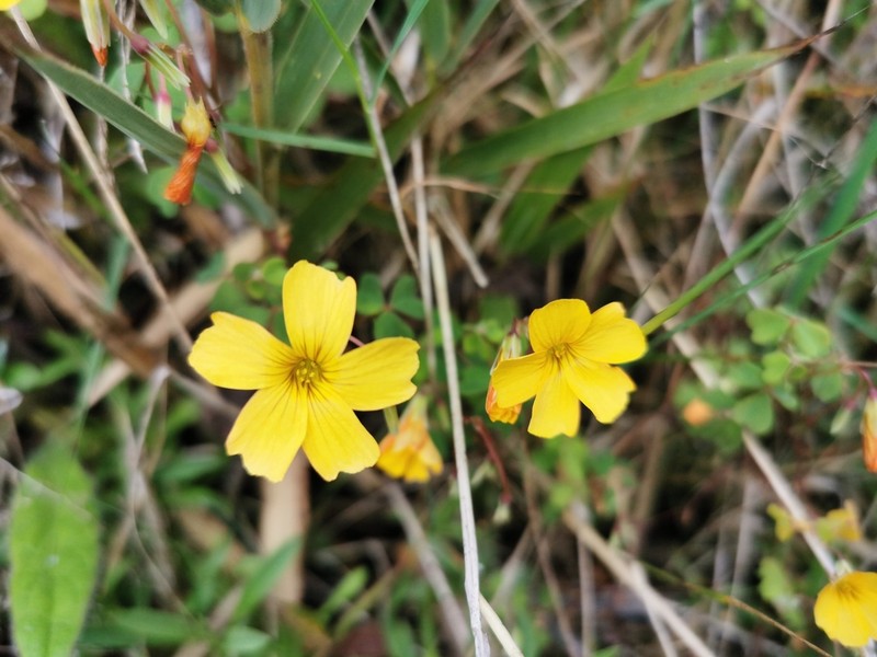 Oxalis medicaginea photo 8