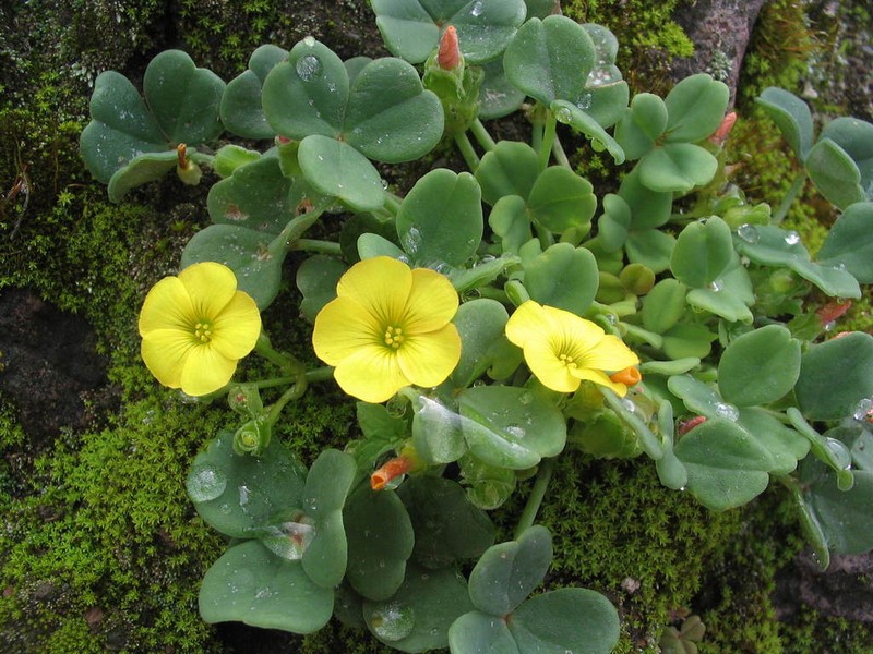 Oxalis megalorrhiza