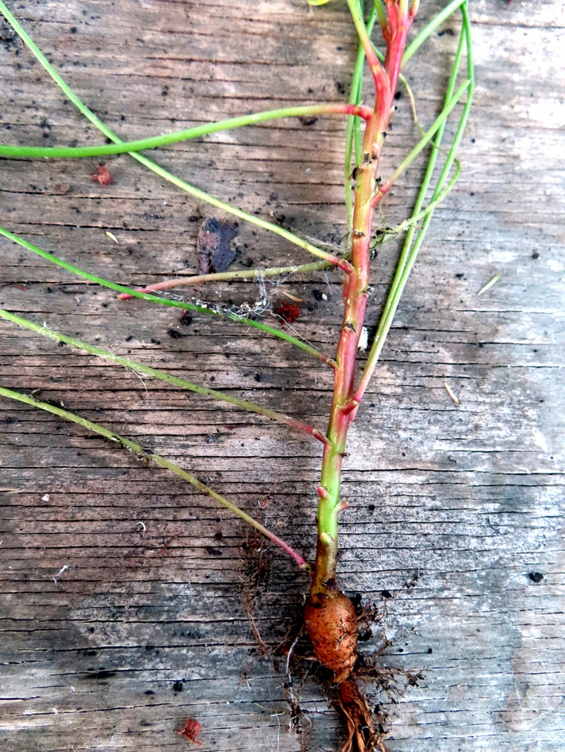 Oxalis megalorrhiza photo 2